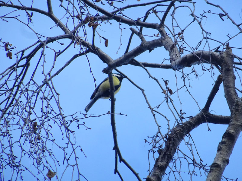 Cinciallegra (Parus major)